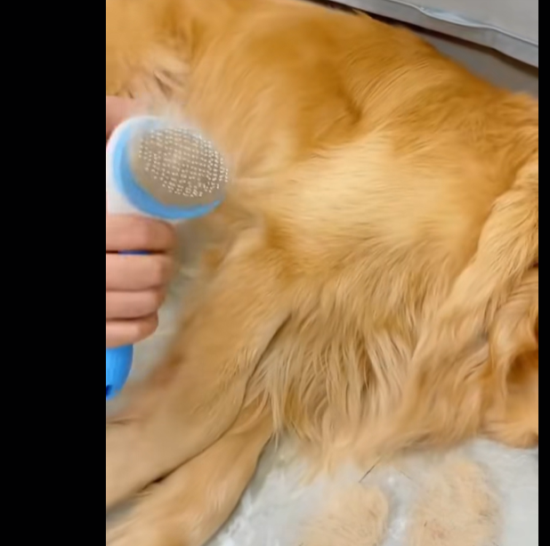 Cepillo para mascotas